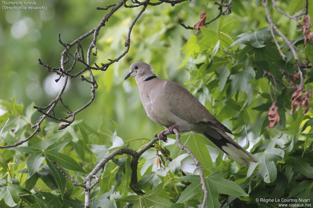 Eurasian Collared Dove