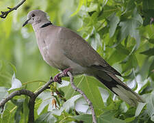 Eurasian Collared Dove