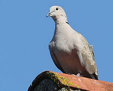 Eurasian Collared Dove