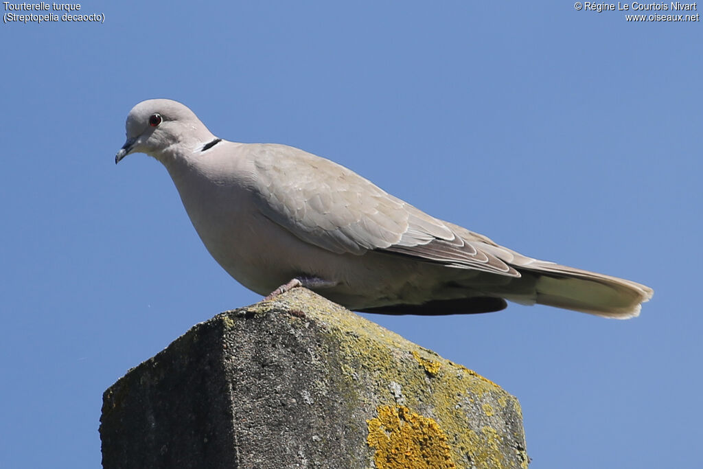 Eurasian Collared Dove