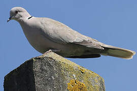 Eurasian Collared Dove