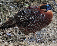 Tragopan de Temminck