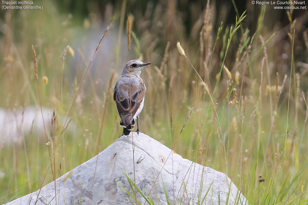 Northern Wheatear