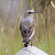 Northern Wheatear