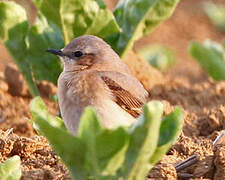 Northern Wheatear