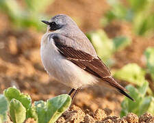 Northern Wheatear