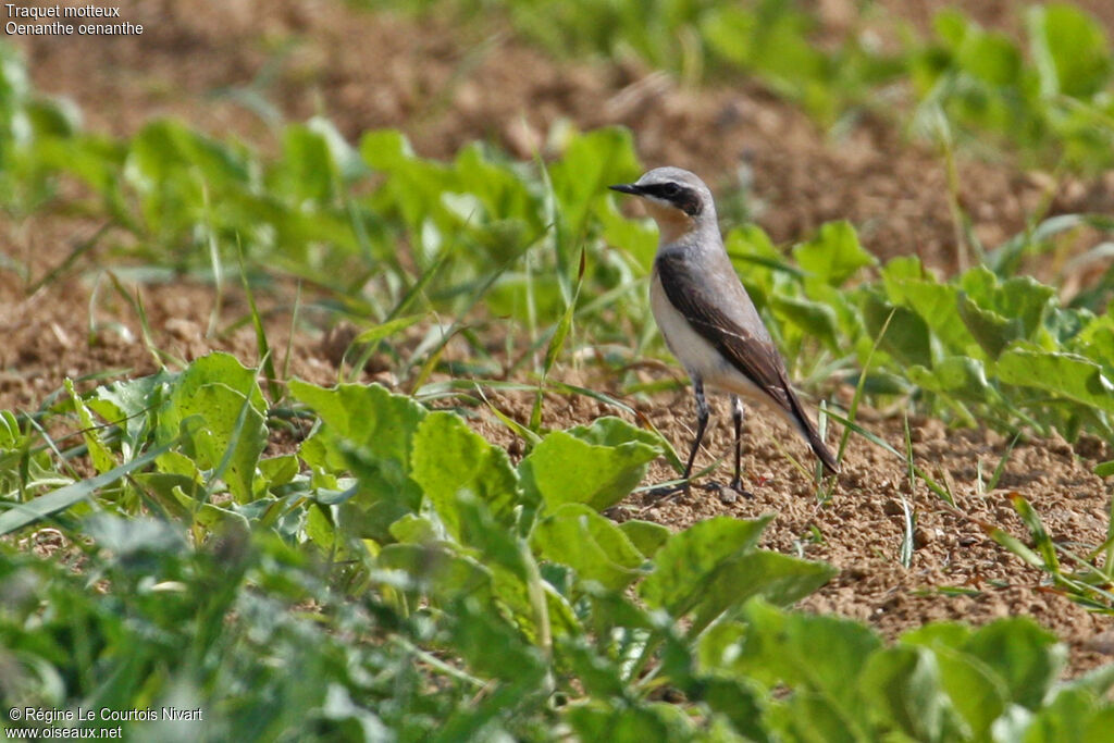 Northern Wheatear male adult