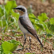 Northern Wheatear