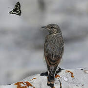 Northern Wheatear