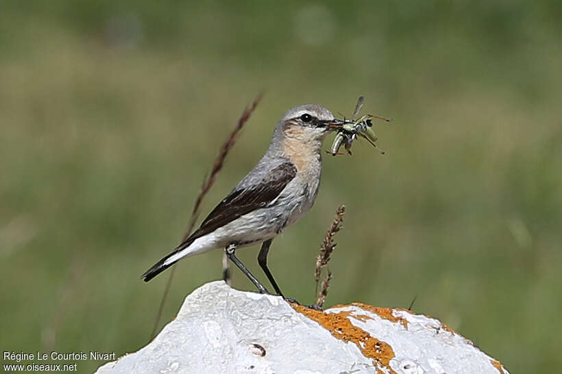 Northern Wheatear female adult, feeding habits