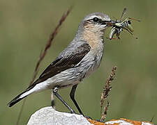 Northern Wheatear