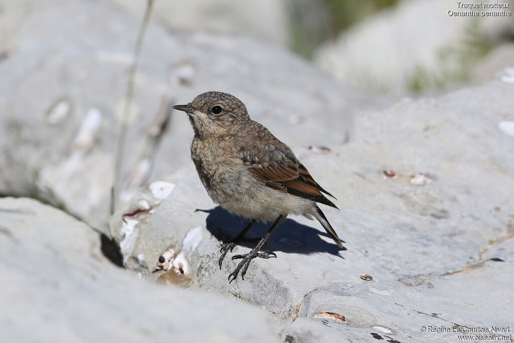 Traquet motteuxjuvénile, identification