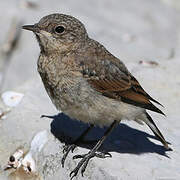 Northern Wheatear