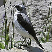 Northern Wheatear