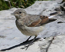 Northern Wheatear