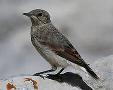 Northern Wheatear