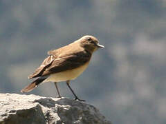 Eastern Black-eared Wheatear