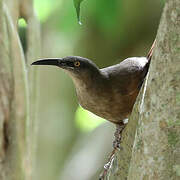 Brown Trembler