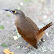 Brown Trembler