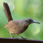 Brown Trembler