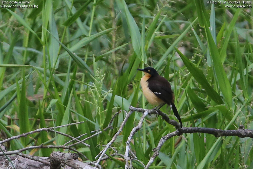 Black-capped Donacobius