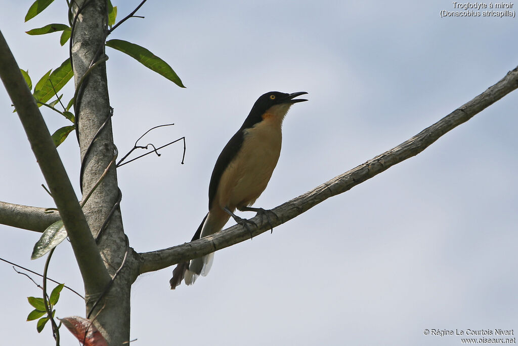 Black-capped Donacobius