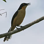 Troglodyte à miroir