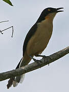 Black-capped Donacobius