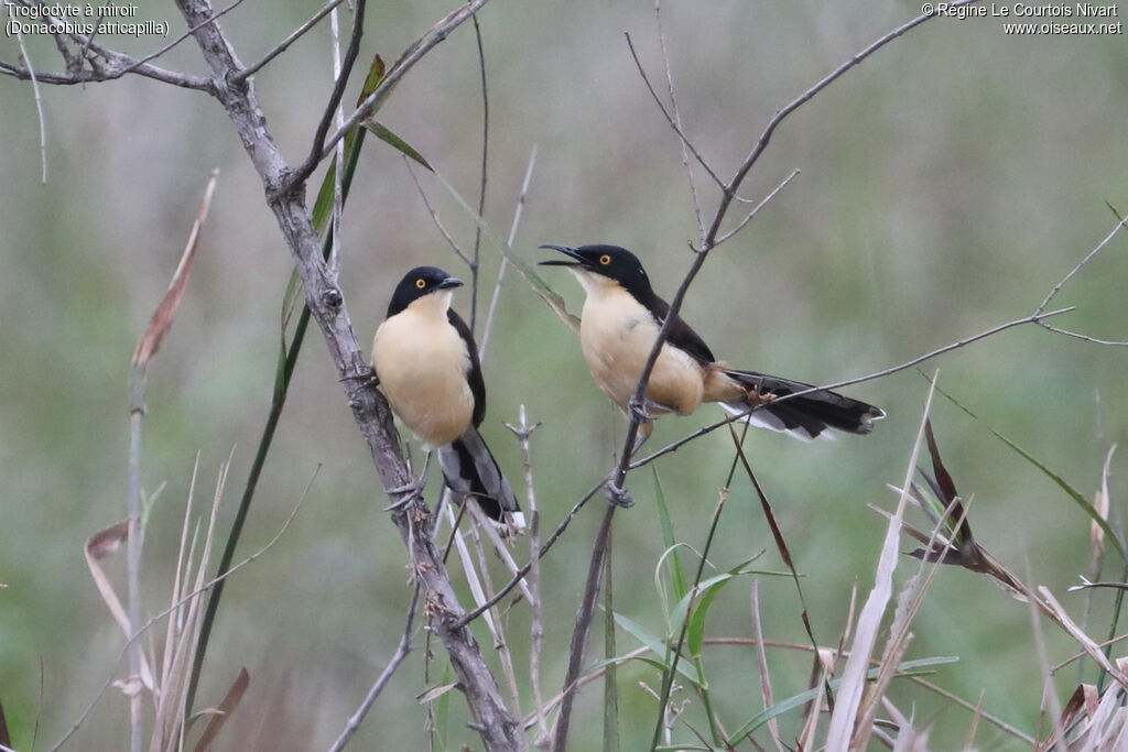 Black-capped Donacobius