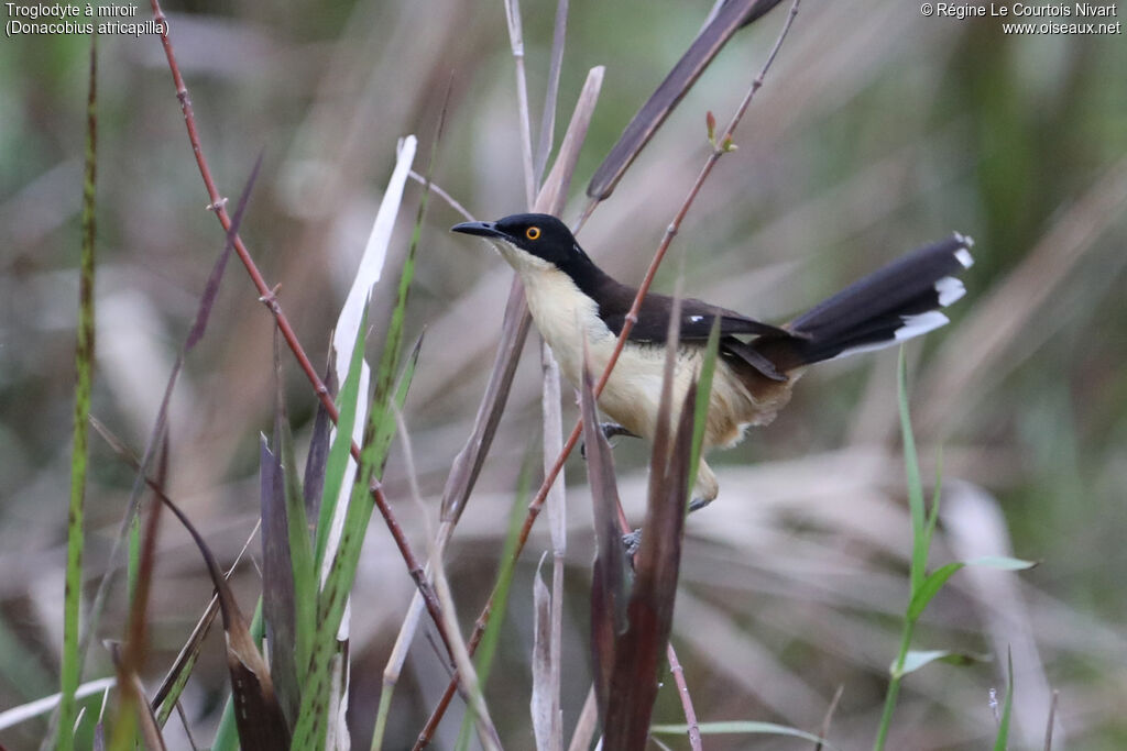 Black-capped Donacobius