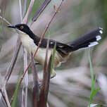 Troglodyte à miroir