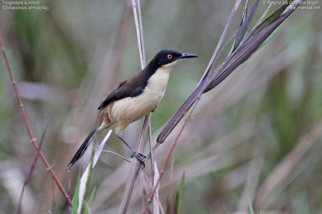 Black-capped Donacobius