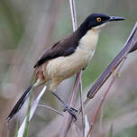 Troglodyte à miroir