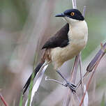 Troglodyte à miroir