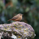 Troglodyte austral