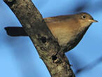 Troglodyte austral