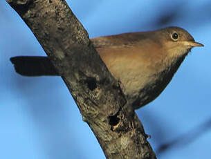 Troglodyte austral