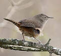 Troglodyte austral