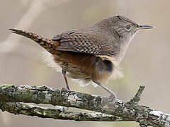 Troglodyte austral