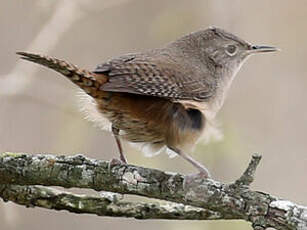 Troglodyte austral
