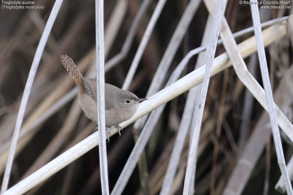 Southern House Wren