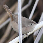 Troglodyte austral