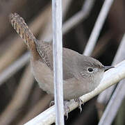 Troglodyte austral