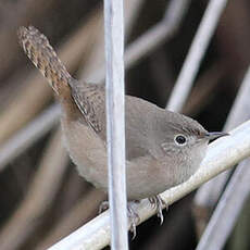 Troglodyte austral
