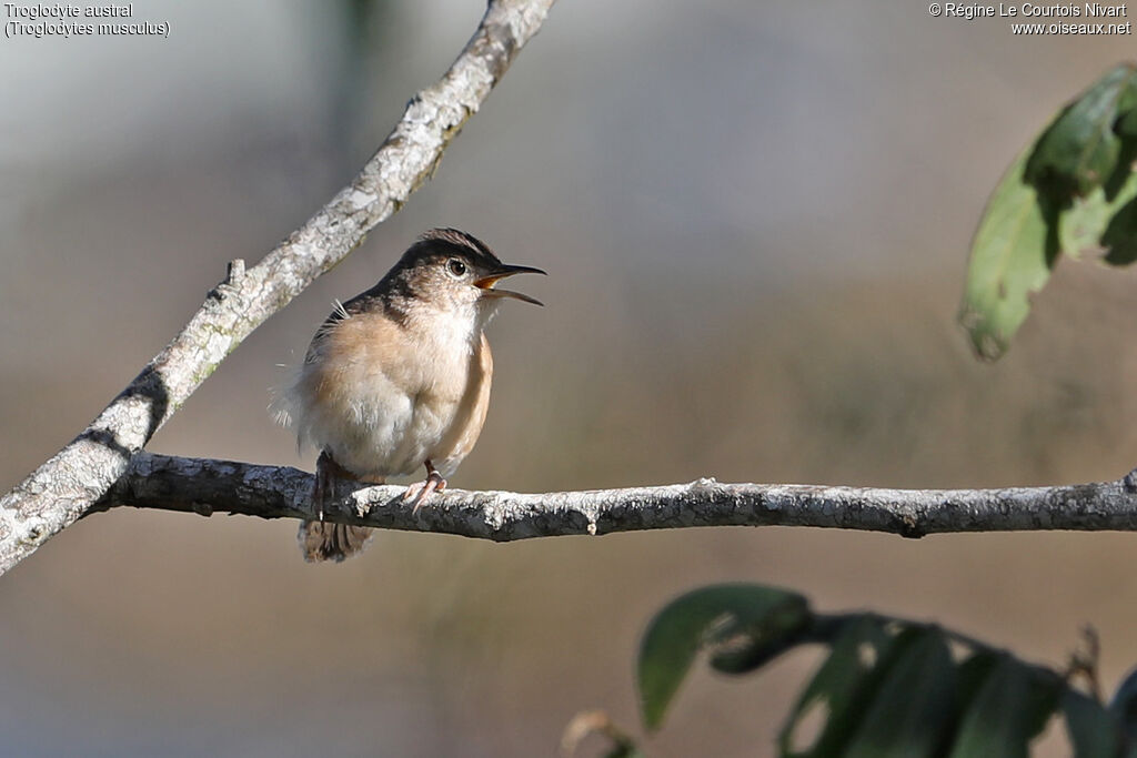 Troglodyte austral