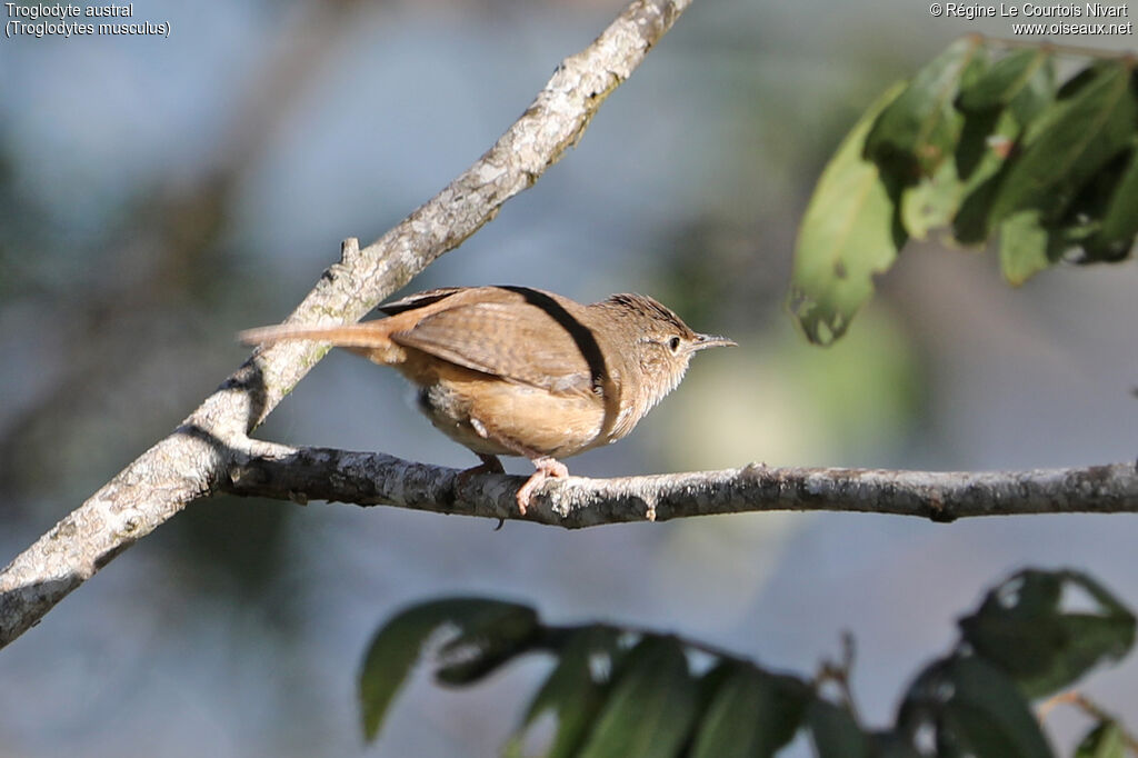 Troglodyte austral