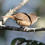 Troglodyte austral
