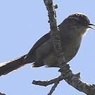 Troglodyte de Bewick