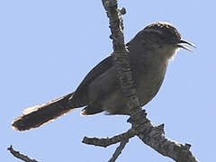 Bewick's Wren