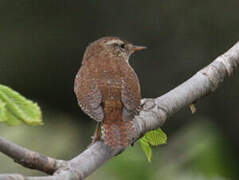 Eurasian Wren